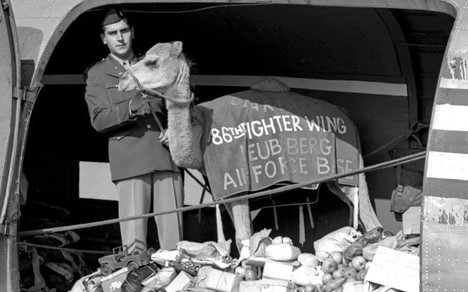 Soldier stands beside a camel wearing a banner in an aircraft cargo area filled with supplies.