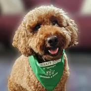 A curly-haired brown therapy dog wearing a green bandana that reads 'Therapy Dogs of Vermont' sits indoors with a blurred background, looking at the camera with its tongue slightly out.