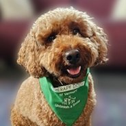 A curly-haired brown therapy dog wearing a green bandana that reads 'Therapy Dogs of Vermont' sits indoors with a blurred background, looking at the camera with its tongue slightly out.