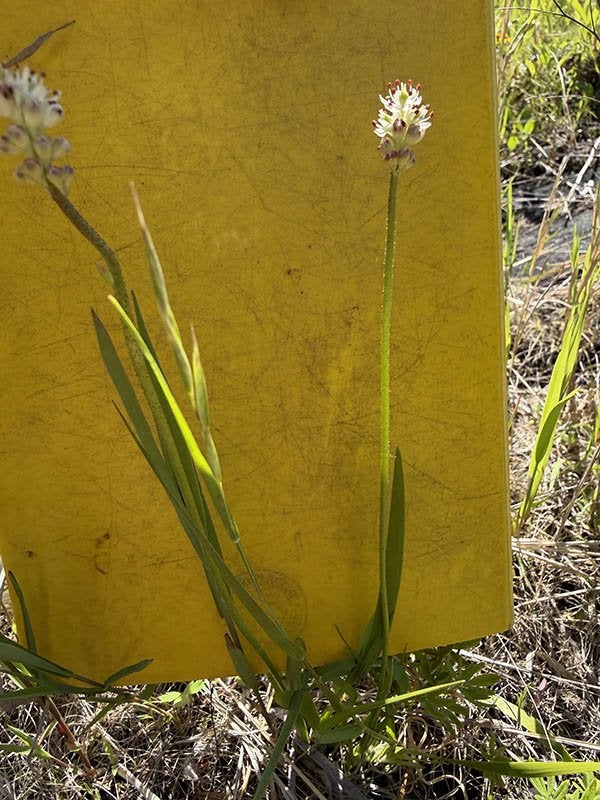 A small white wildflower with red-tipped buds grows in grass against a yellow board.