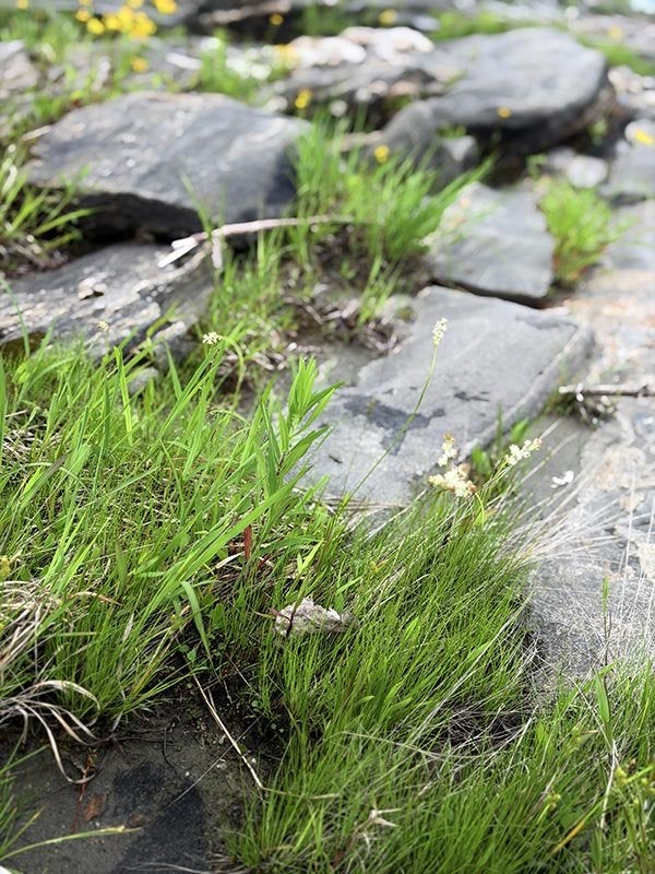 Small white wildflowers and green grass grow among flat gray rocks.